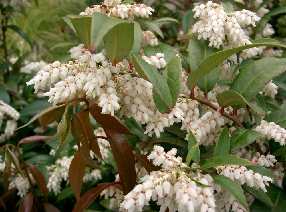coastal_leucothoe2